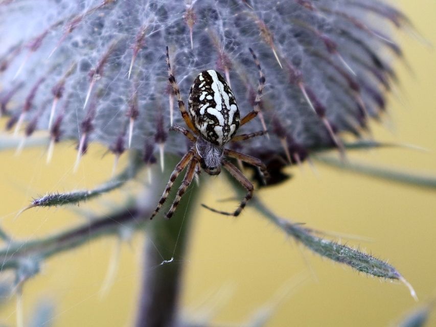 Aculepeira ceropegia - hegyi fehérsávos-keresztespók