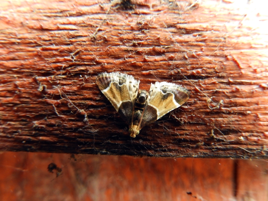 Pyralis farinalis - lisztilonca