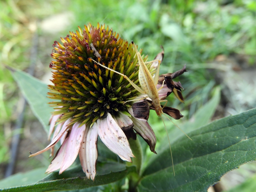 Oecanthus pellucens - pirregőtücsök