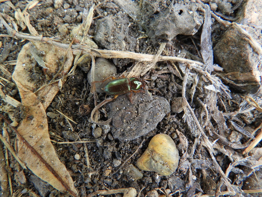 Harpalus affinis - szőrösszárnyú lomhafutó