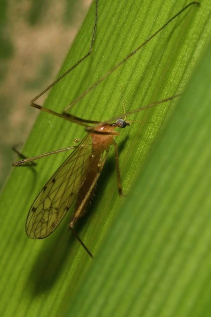 Limonia phragmitidis