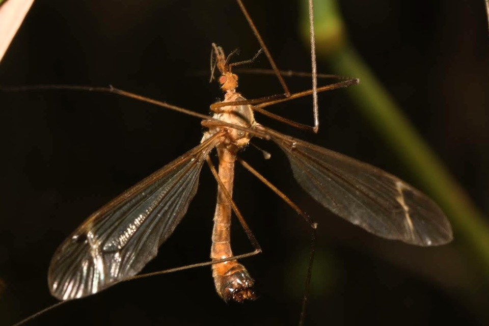 Tipula