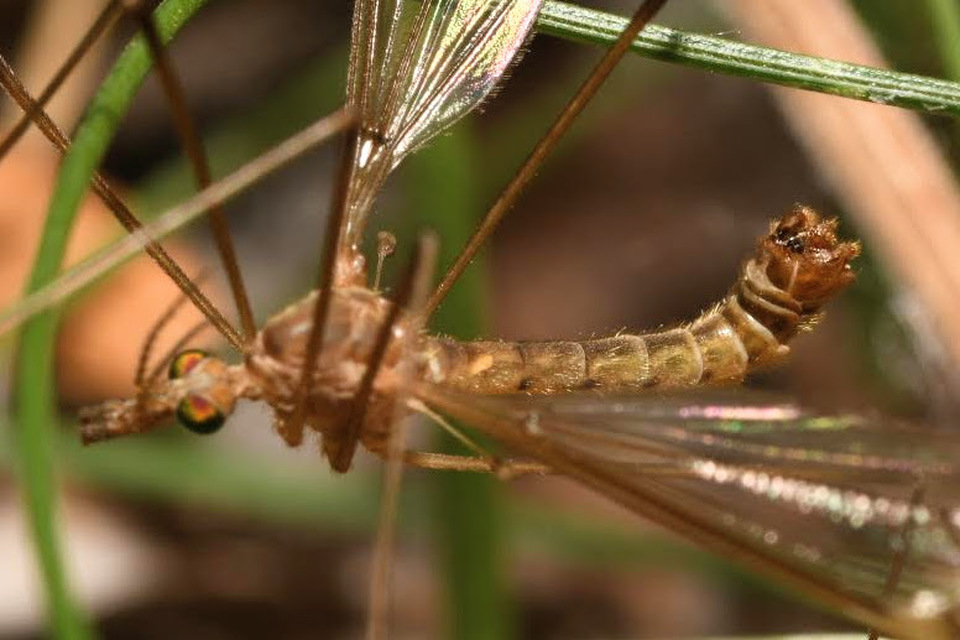 Tipula
