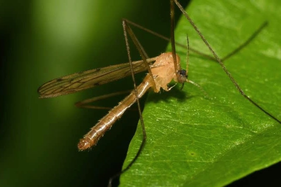 Limonia phragmitidis