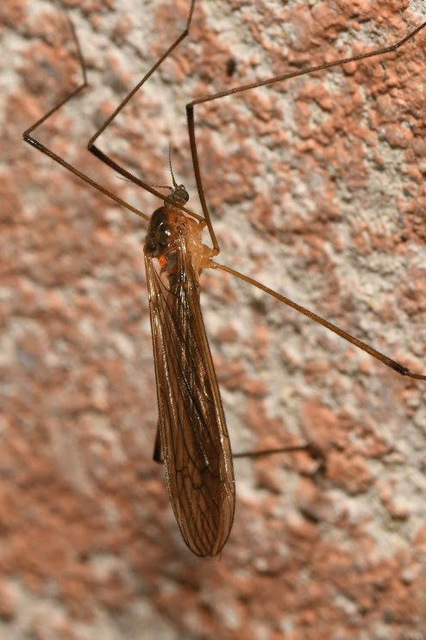 Pilaria discicollis