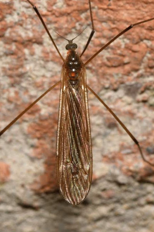 Pilaria discicollis