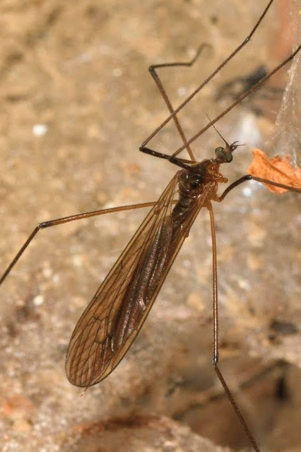 Pilaria discicollis