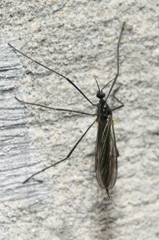 Gnophomyia viridipennis