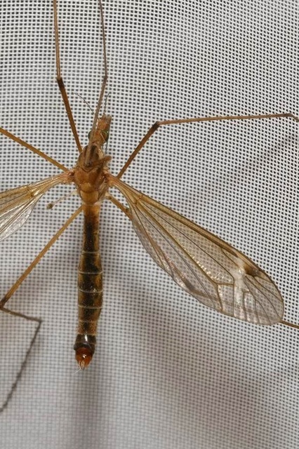 Tipula truncata