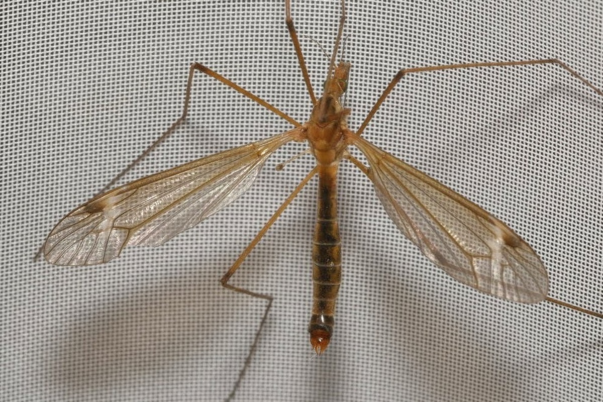 Tipula truncata