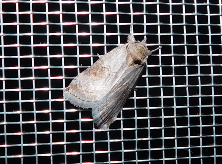 Nycteola asiatica - nyárfa-trapézbagoly