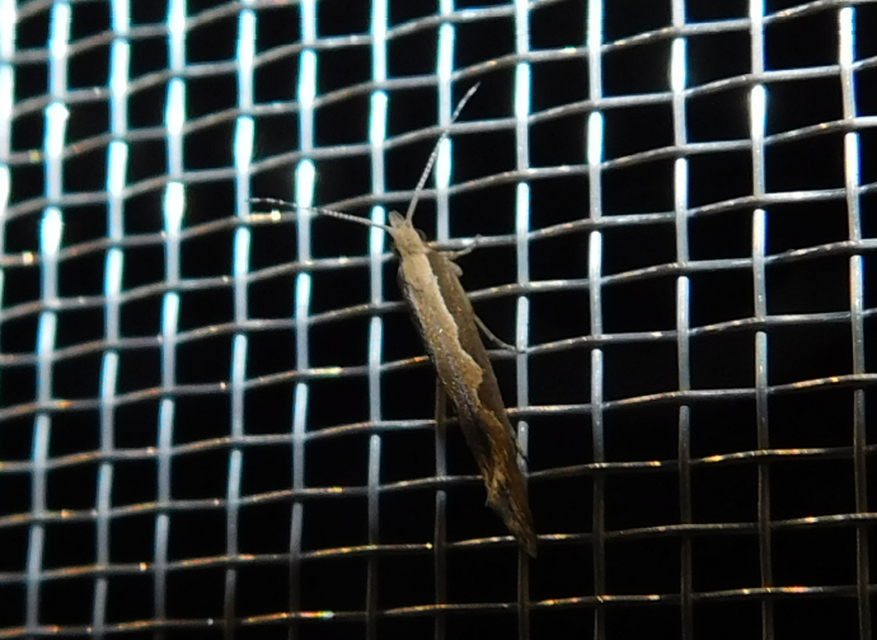 Plutella xylostella - káposztamoly