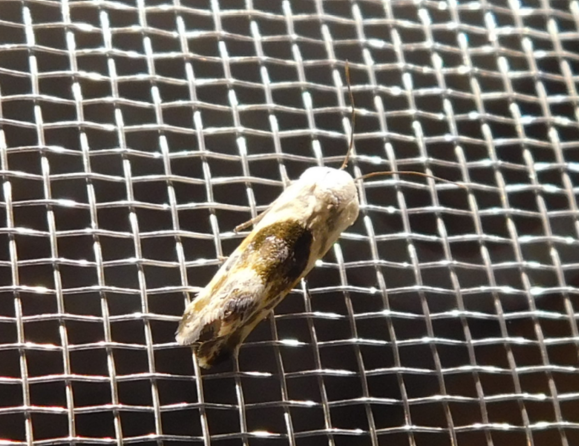 Ponometia candefacta - parlagfűbagoly