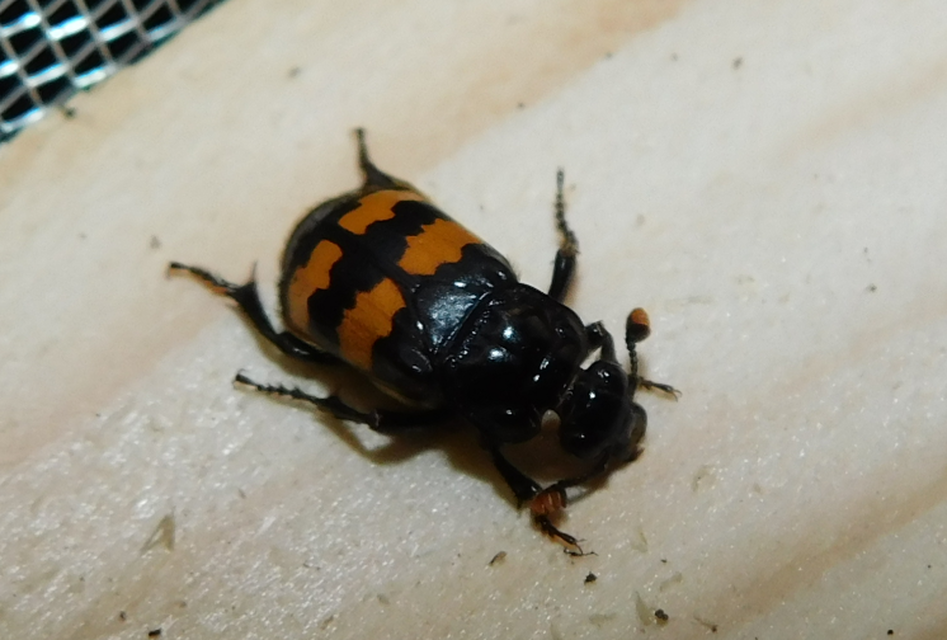 Nicrophorus interruptus - sárgaszőrű temetőbogár