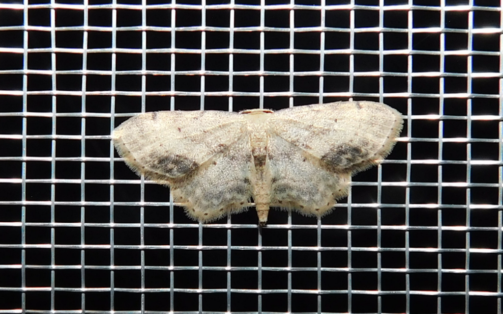 Idaea dimidiata - gyakori apróaraszoló