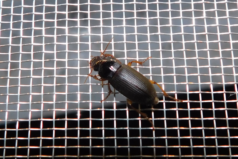 Harpalus griseus - kis selymesfutó