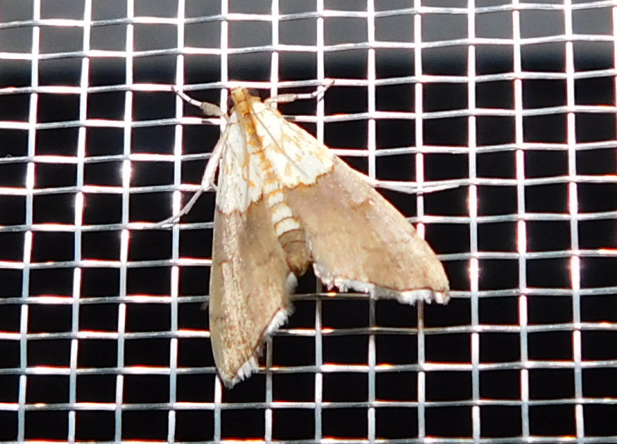 Agrotera nemoralis - ligeti tűzmoly