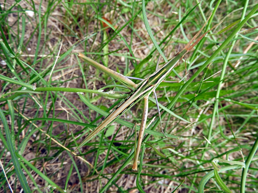 Acrida ungarica - sisakos sáska
