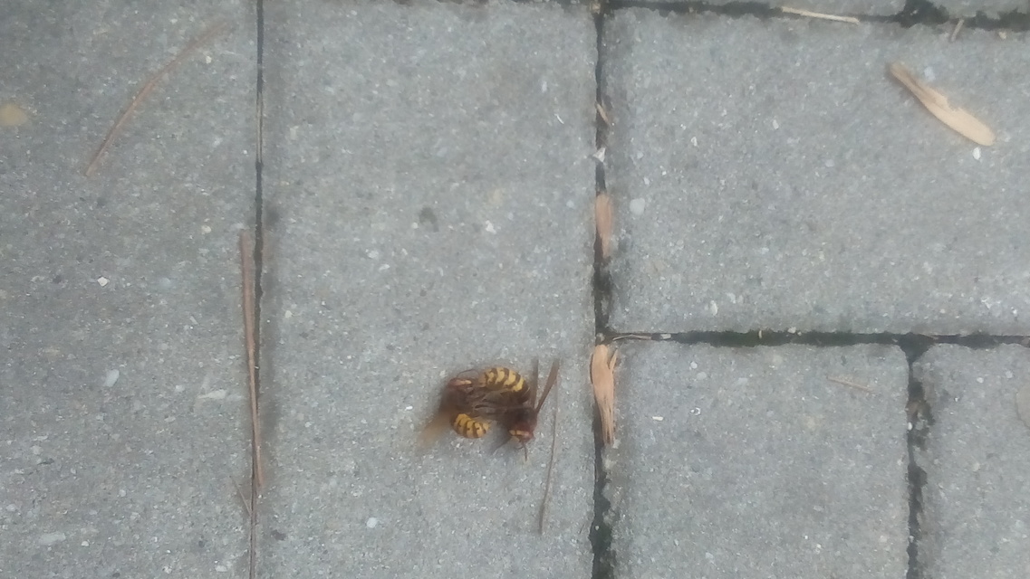 Vespa crabro - lódarázs