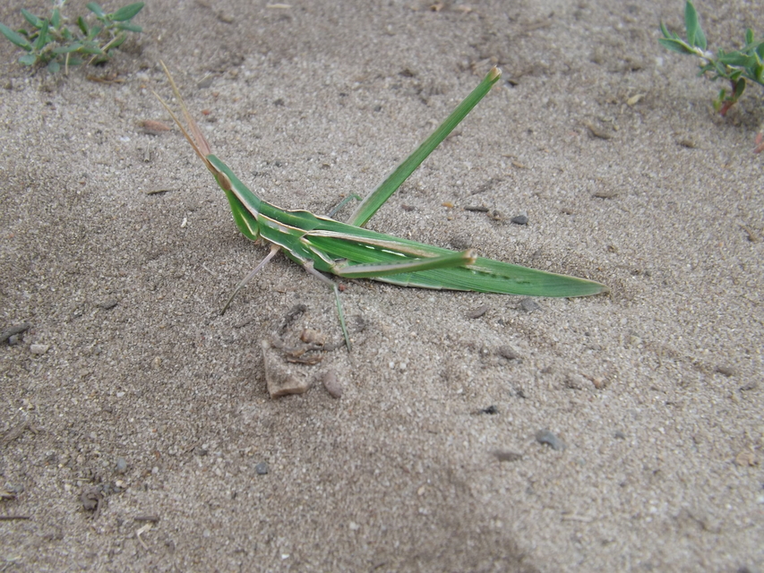 Acrida ungarica - sisakos sáska