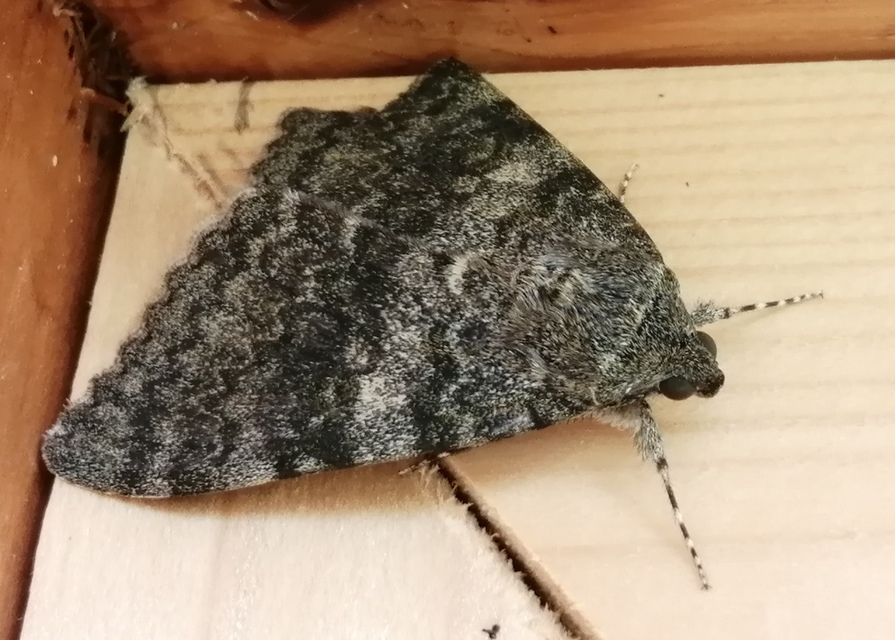 Catocala elocata - közönséges övesbagoly