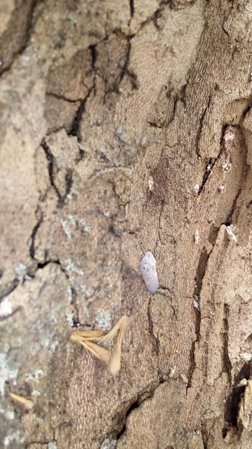 Metcalfa pruinosa - amerikai lepkekabóca