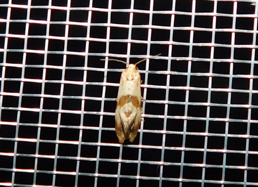Phalonidia contractana - pipitér-fúrómoly