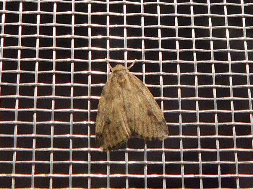Thumata senex - mocsári medvelepke