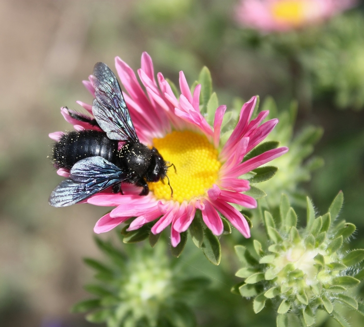 Xylocopa violacea - kék fadongó