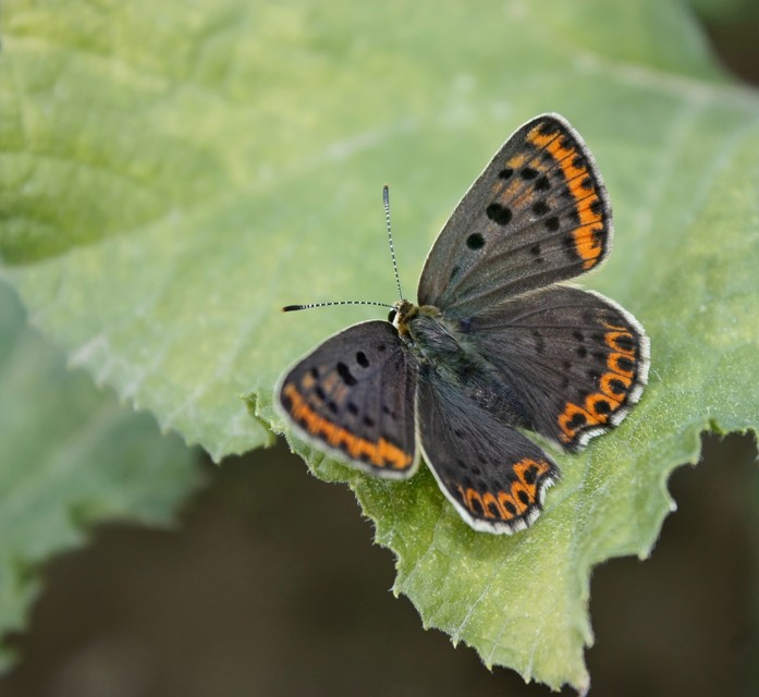 Lycaena tityrus - barna tűzlepke