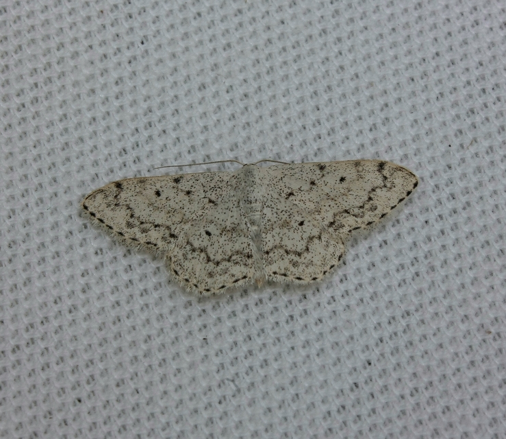 Scopula marginepunctata - pettyes sávosaraszoló