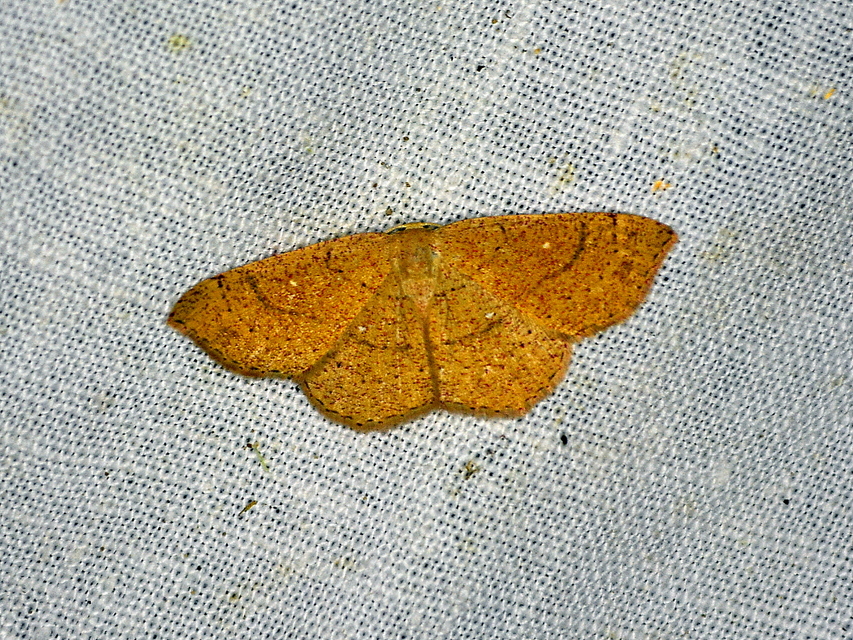 Cyclophora ruficiliaria - vörösrojtú pettyesaraszoló
