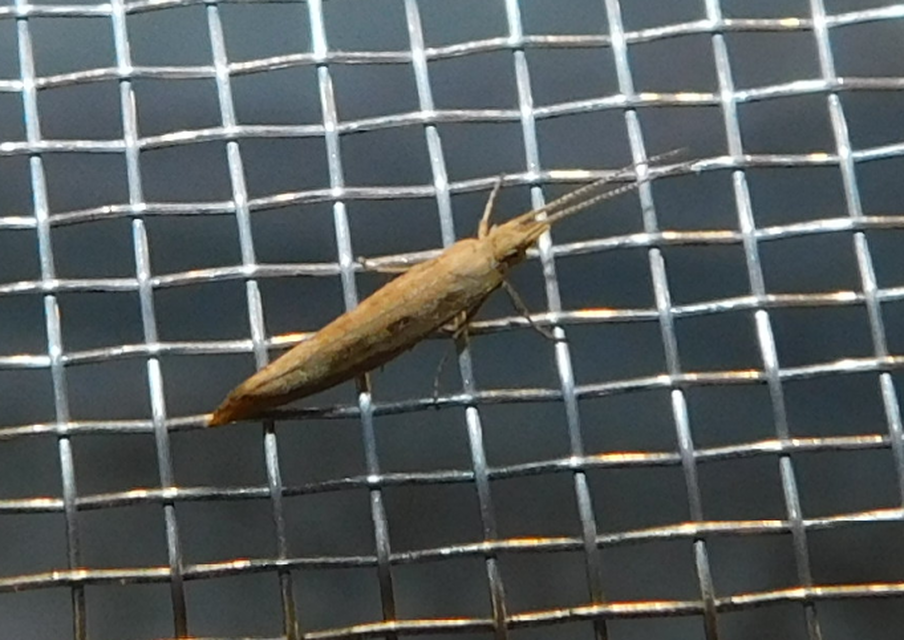 Plutella xylostella - káposztamoly