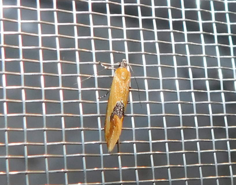 Batia internella/lambdella