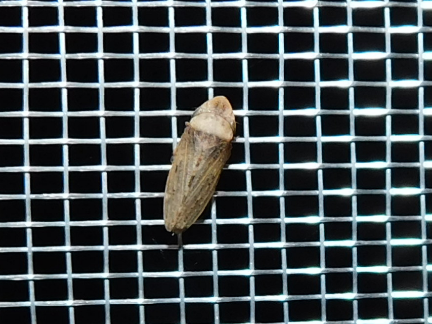Aphrodes
