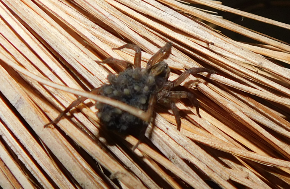 Trochosa