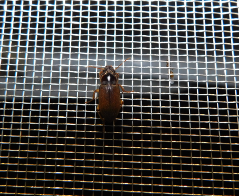 Harpalus griseus - kis selymesfutó