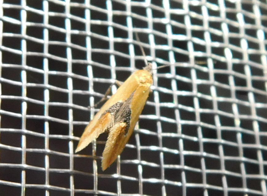 Batia internella/lambdella