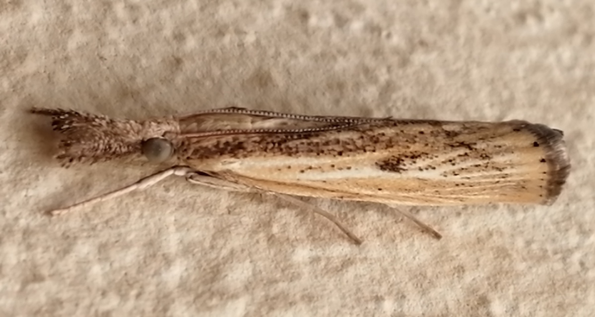 Agriphila inquinatella - közönséges fűgyökérmoly