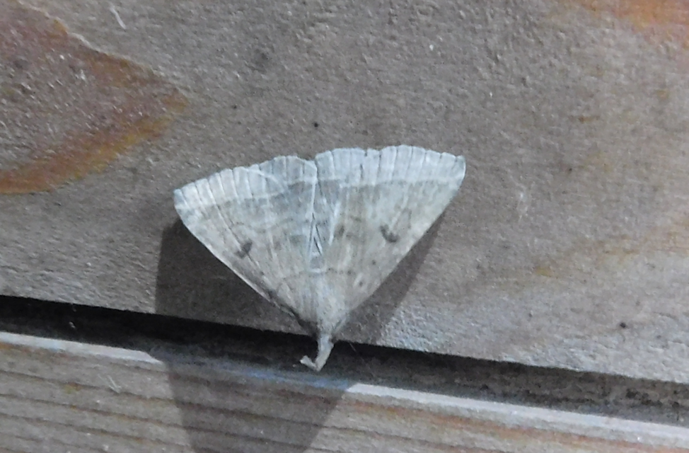 Pechipogo plumigeralis - tollascsápú karcsúbagoly
