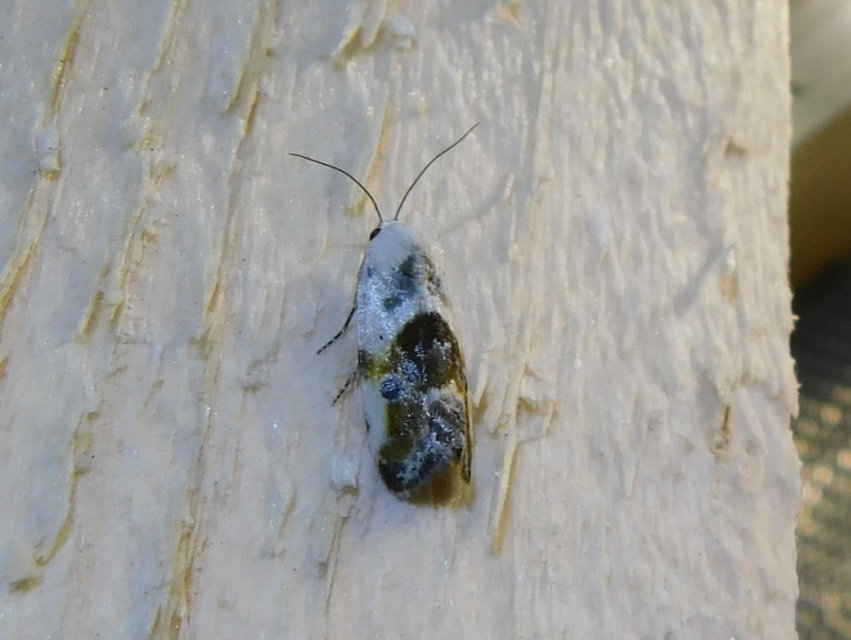 Ponometia candefacta - parlagfűbagoly