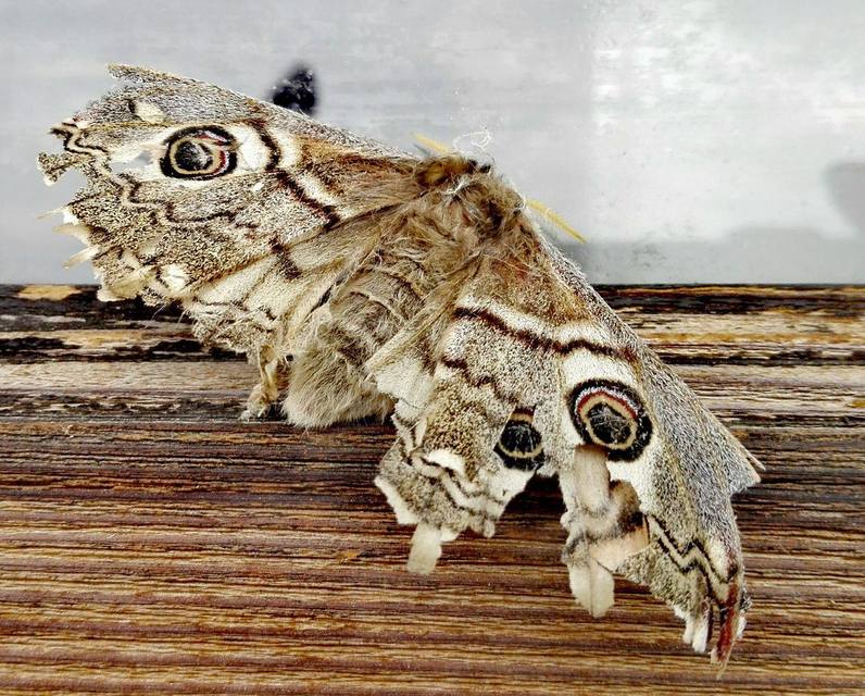 Saturnia pavoniella/pavonia