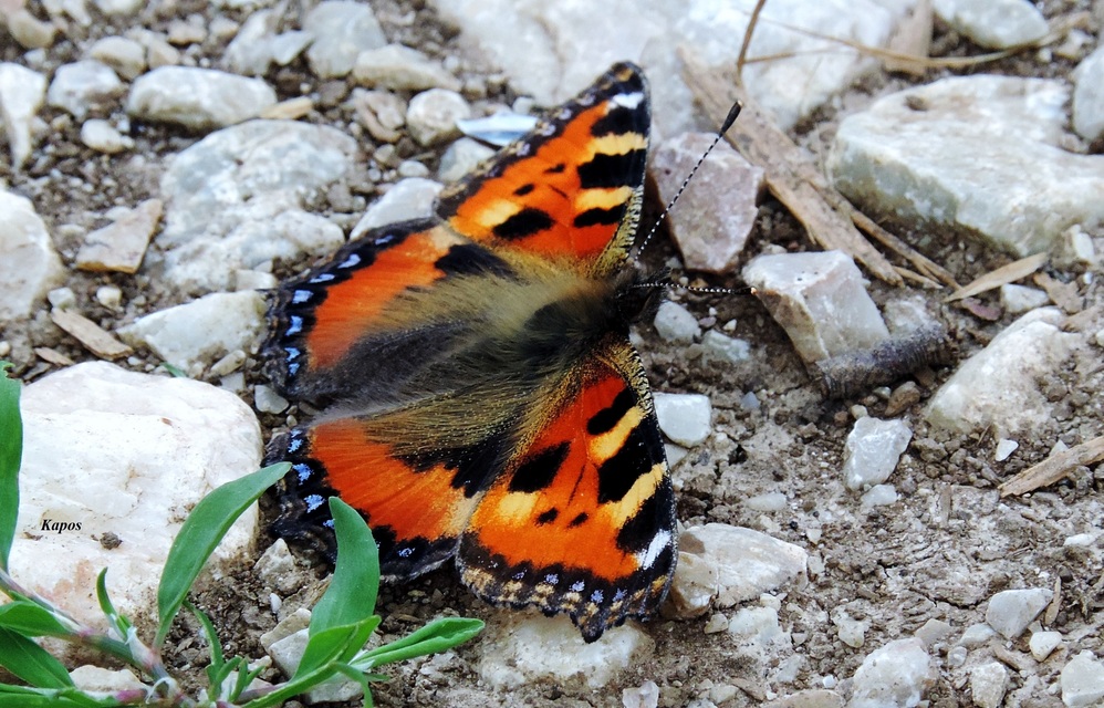 Nymphalis urticae - kis rókalepke