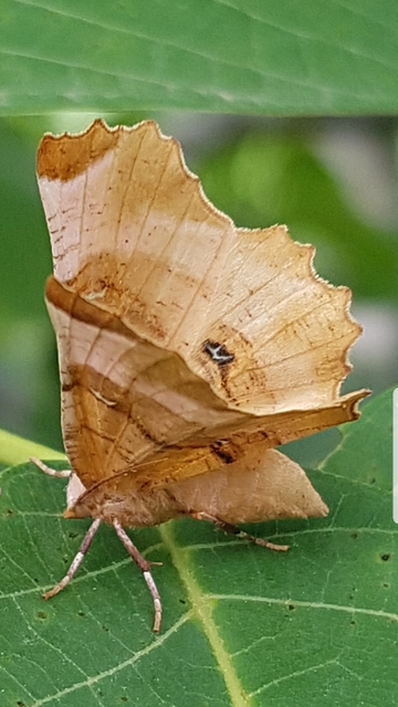 Selenia lunularia - egyfoltos holdasaraszoló