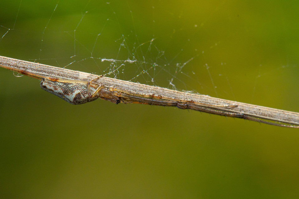 Tetragnatha