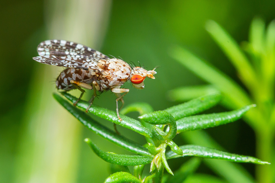 Trypetoptera punctulata - pirosszemű szarvaslégy