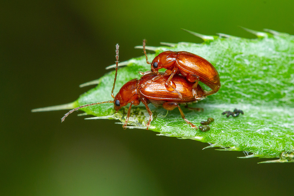 Neocrepidodera