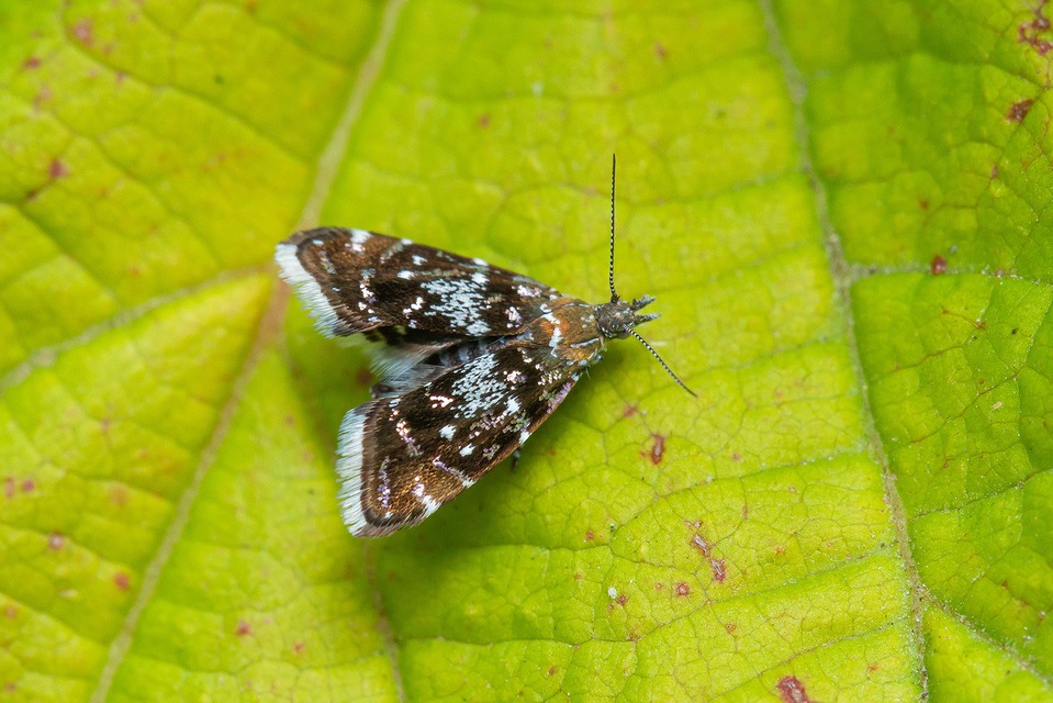 Choreutidae - levélmolyfélék