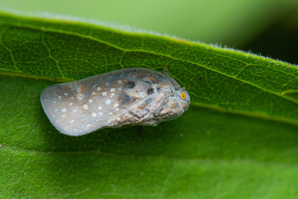 Metcalfa pruinosa - amerikai lepkekabóca