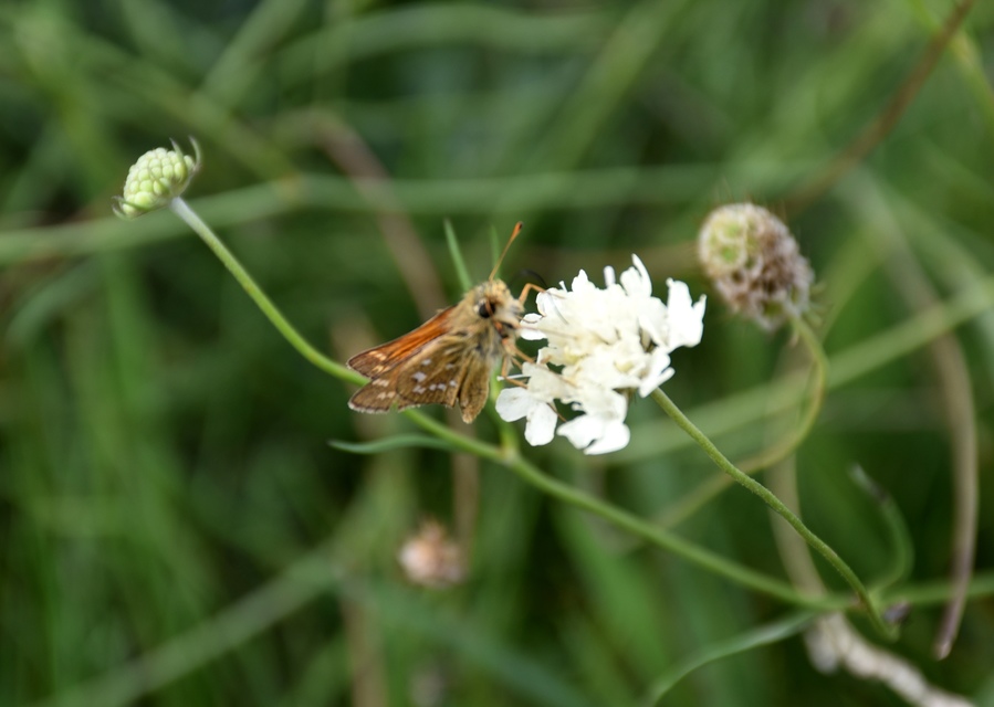 Hesperia comma - vesszős busalepke